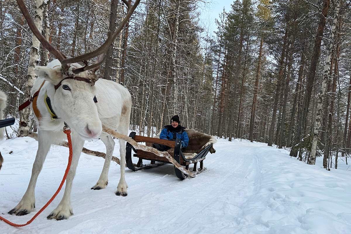 Reindeer sledding in Rovaniemi in winter