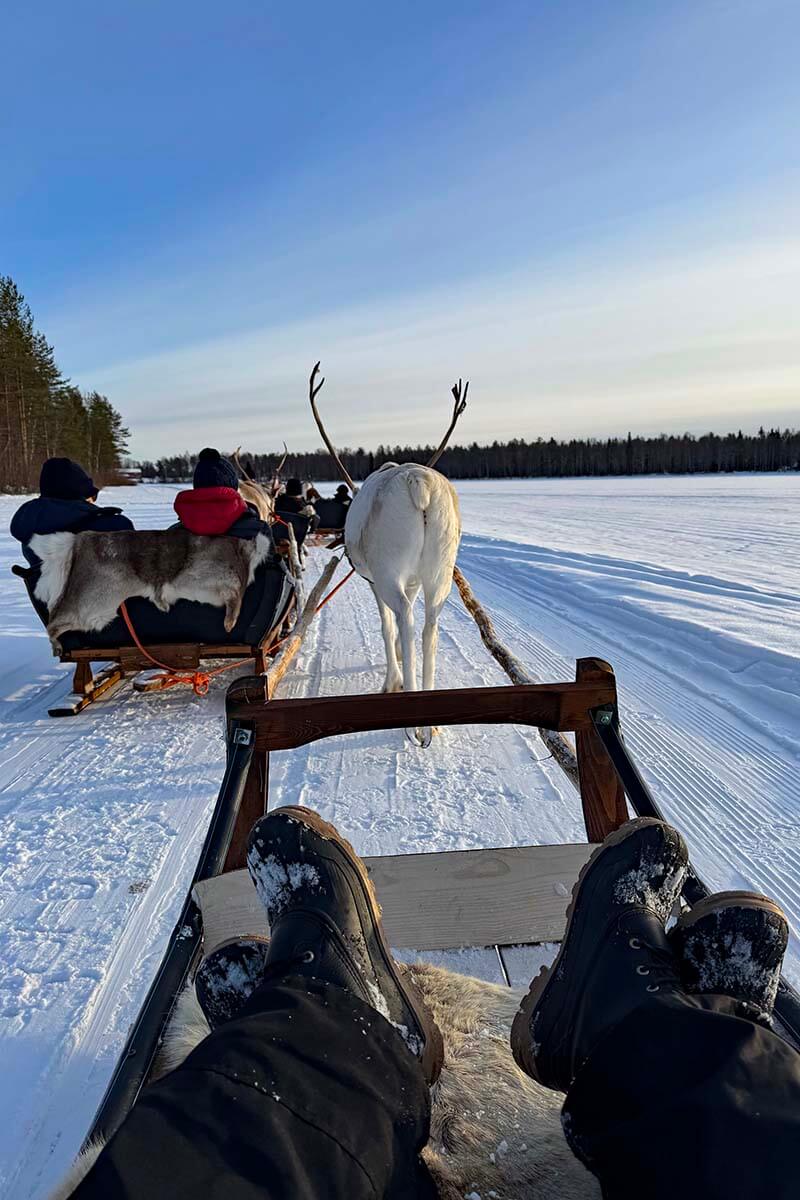 Reindeer sledding on a frozen lake in Lapland in March