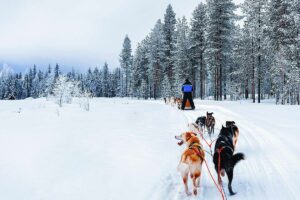 Rovaniemi husky sledding experience in Lapland, Finland