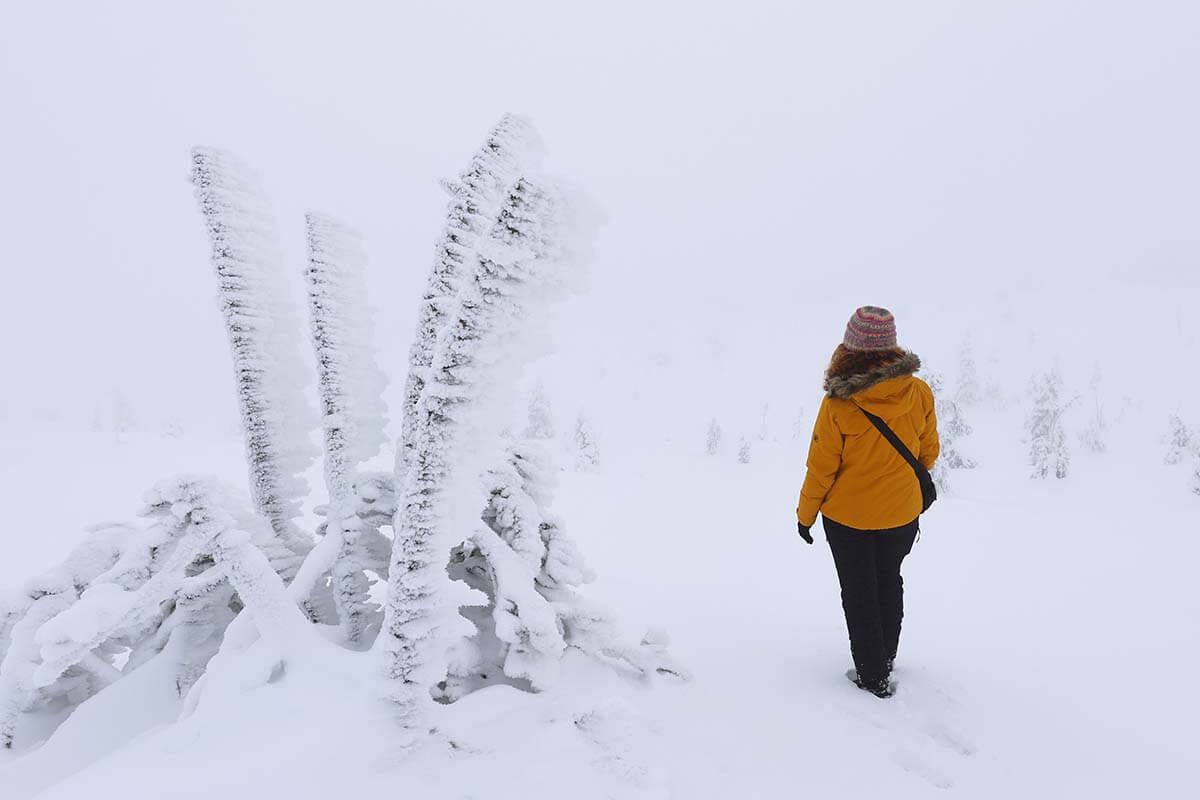 Tykky trees at Riisitunturi National Park in Finland in winter