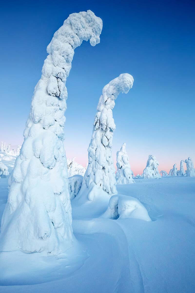 Tykky trees in Riisitunturi National Park in Finland