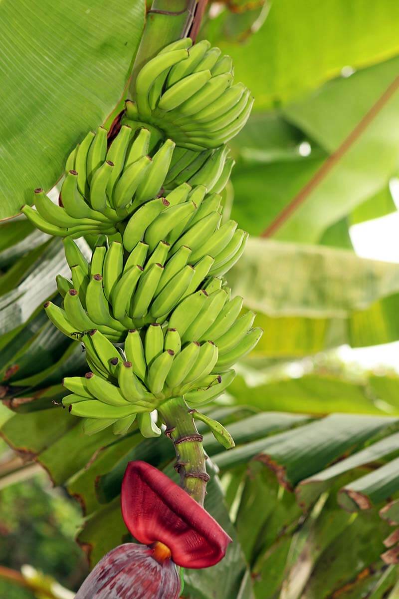 Banana tree at Casa del Platano in Tenerife Spain