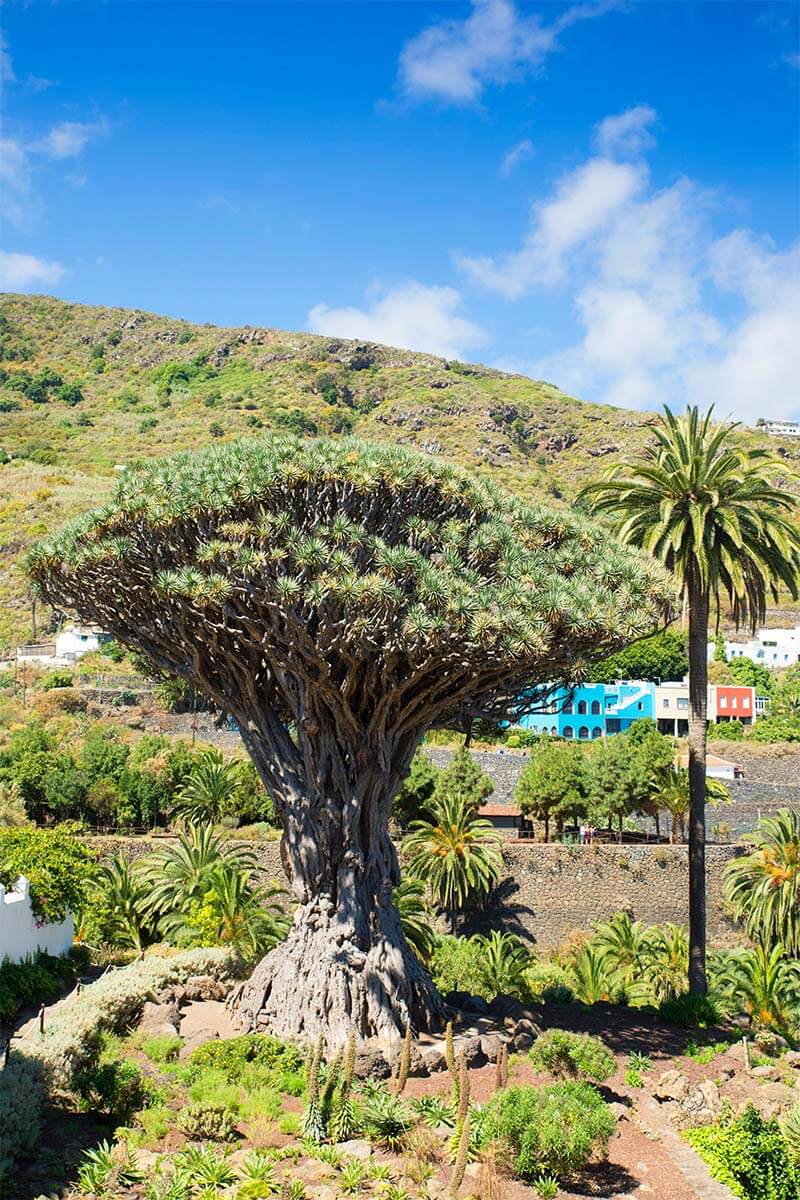 Drago Milenario - ancient dragon tree in Icod de los Vinos in Tenerife Spain