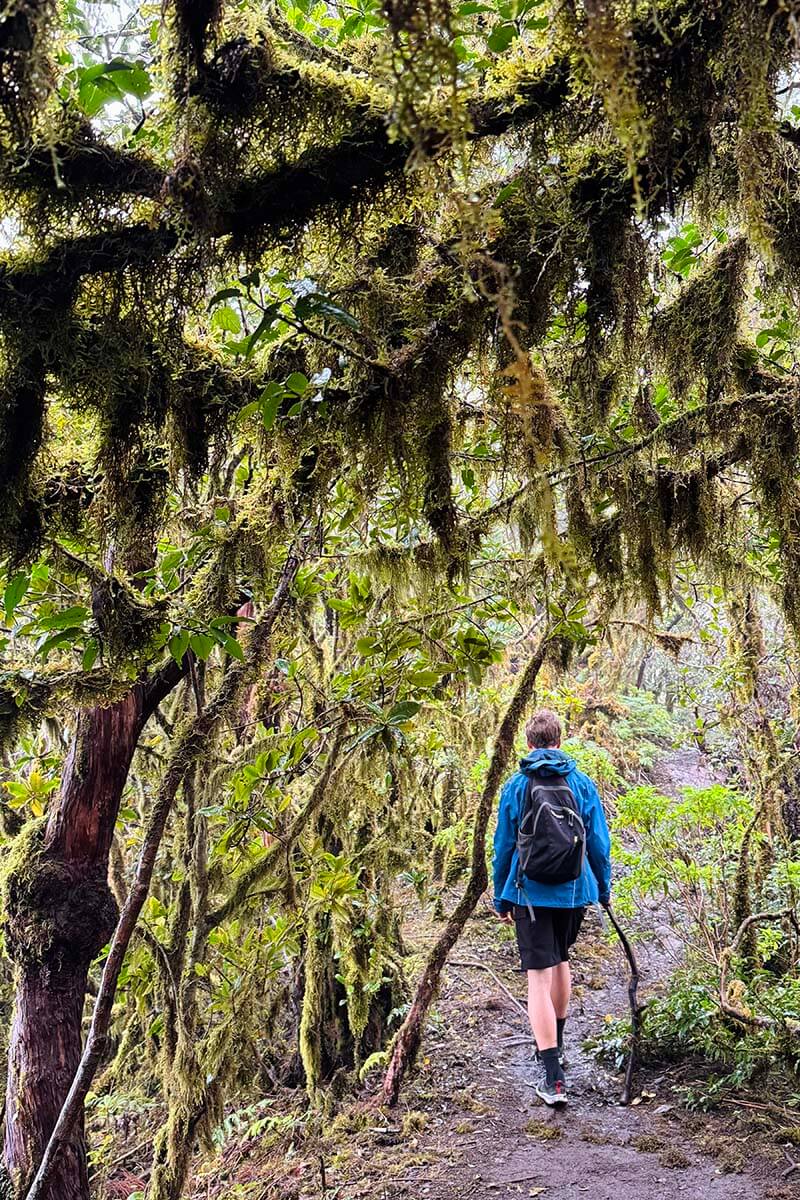 Enchanted Forest hike (La Ensillada) in Anaga Rural Park in Tenerife