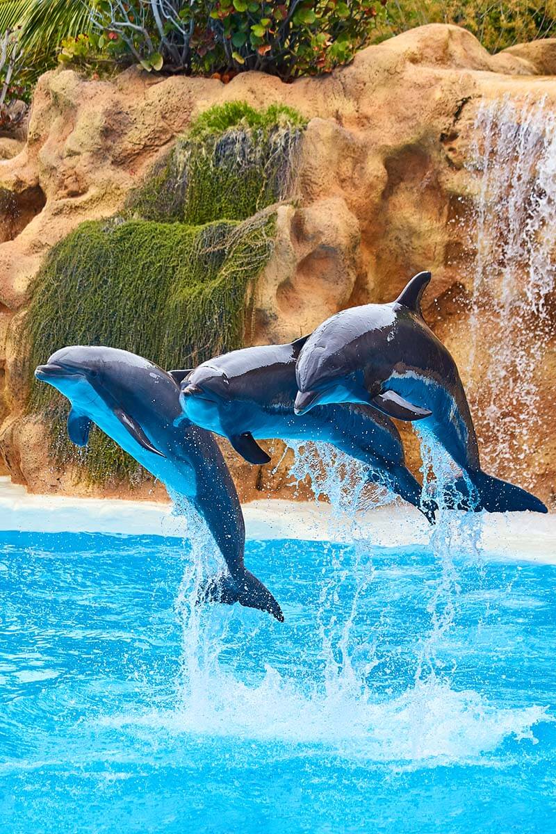 Loro Parque dolphin show - best things to do in Tenerife