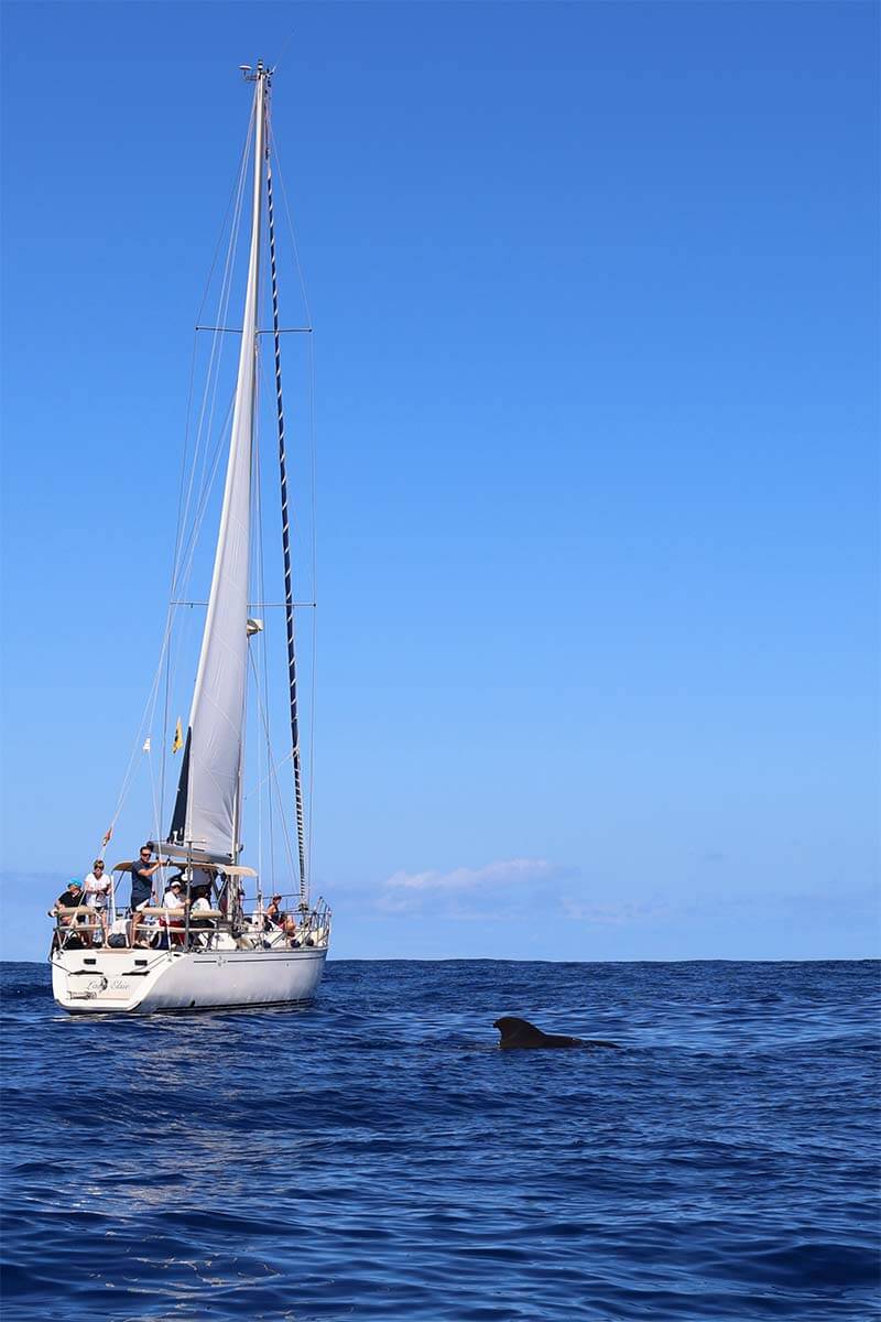 People watching whales from a speedboat in Tenerife Spain