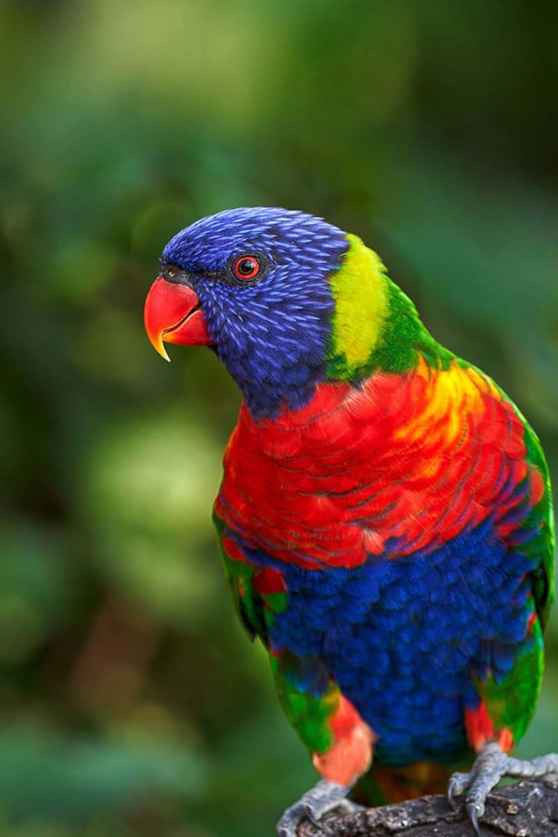 Rainbow Lorikeet at Loro Parque in Tenerife
