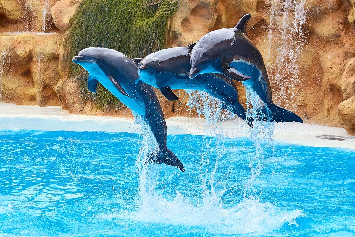Tenerife Loro Parque dolphin show