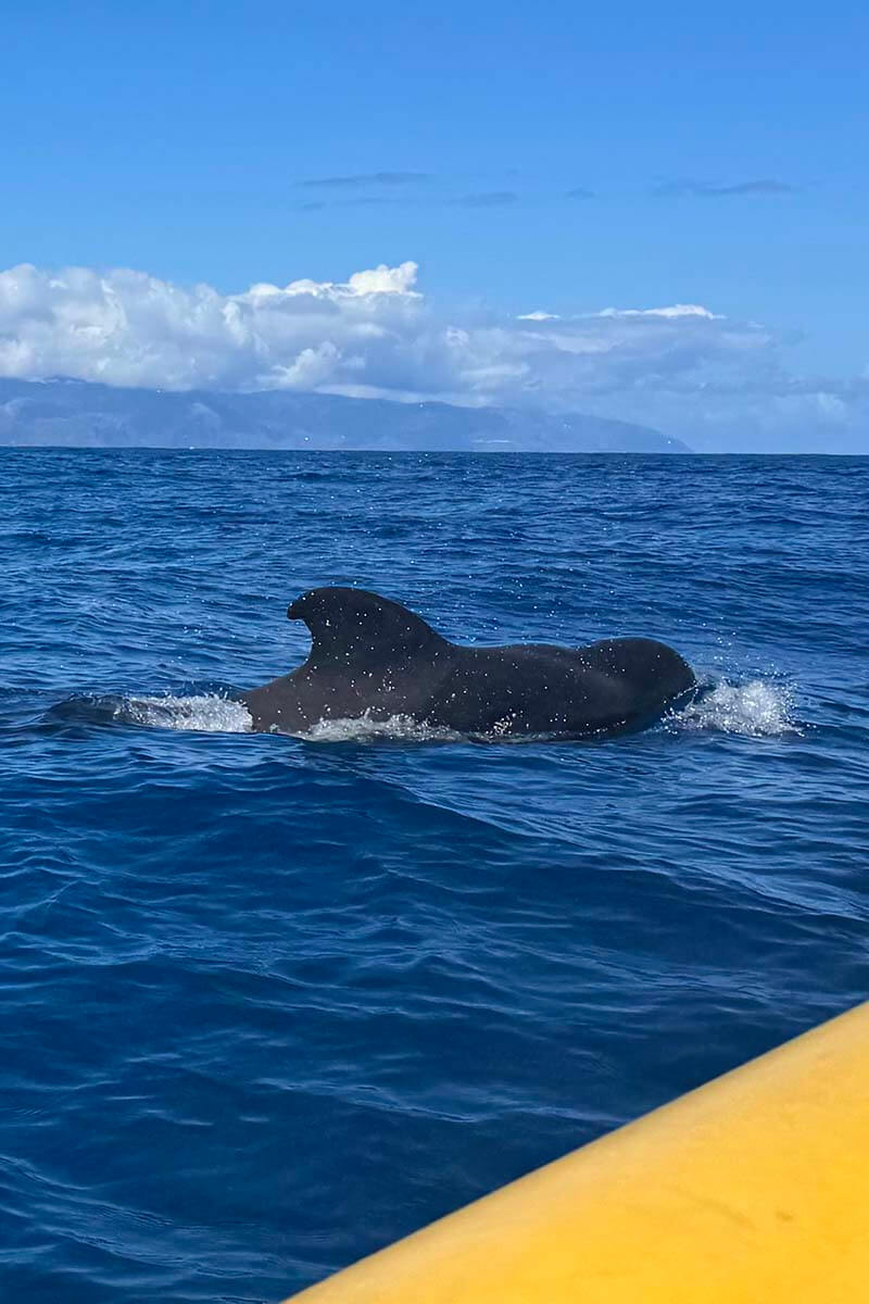 Whale watching in Tenerife - pilot whale near a yellow speedboat