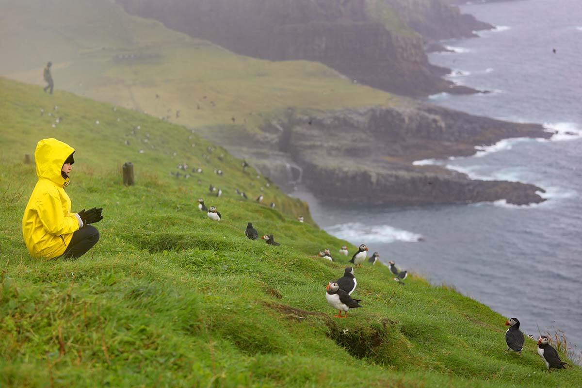 Puffins on the Faroe Islands in the summer