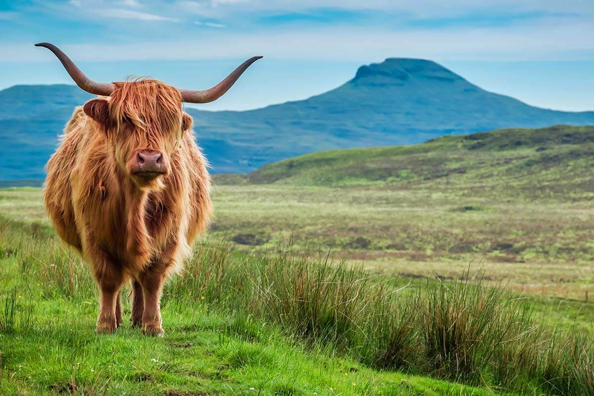 Scottish cow in the highlands in summer