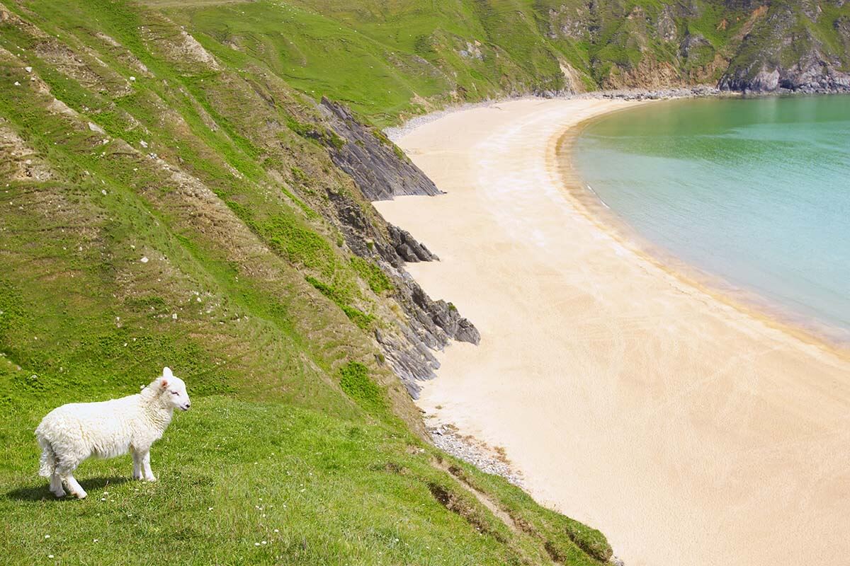 Sheep on coastal cliffs and white sand beach in Ireland in summer