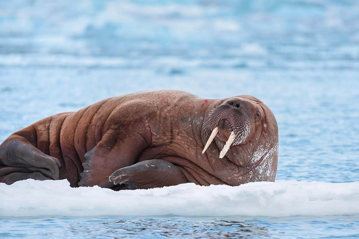 Walrus in Svalbard - cool summer destinations in Europe