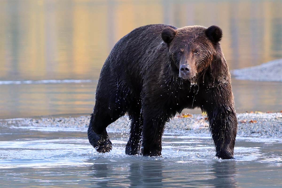 Bear fishing for salmon in a lake - bear viewing - best things to do in Alaska