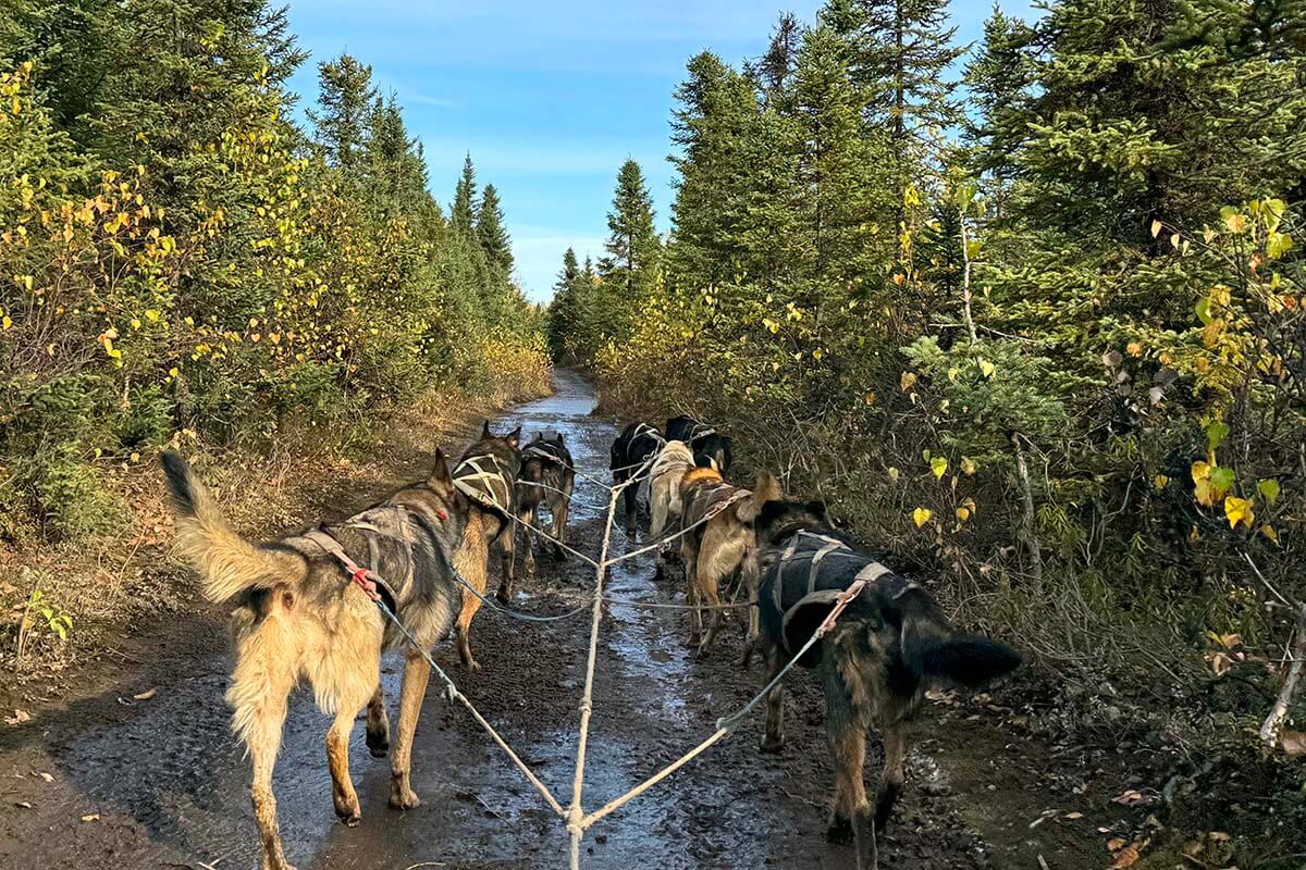 Summer husky sledding in Willow, Alaska.