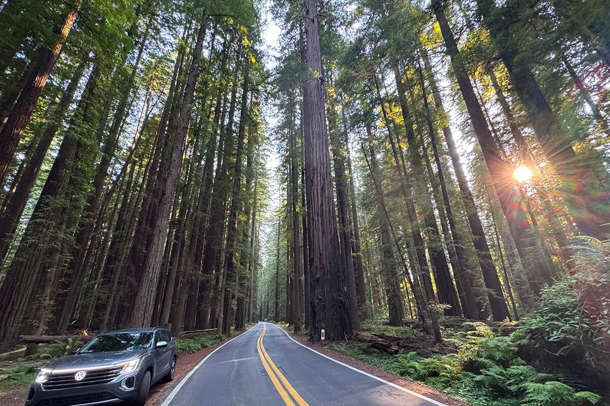 Avenue of the Giants in Humboldt Redwoods State Park