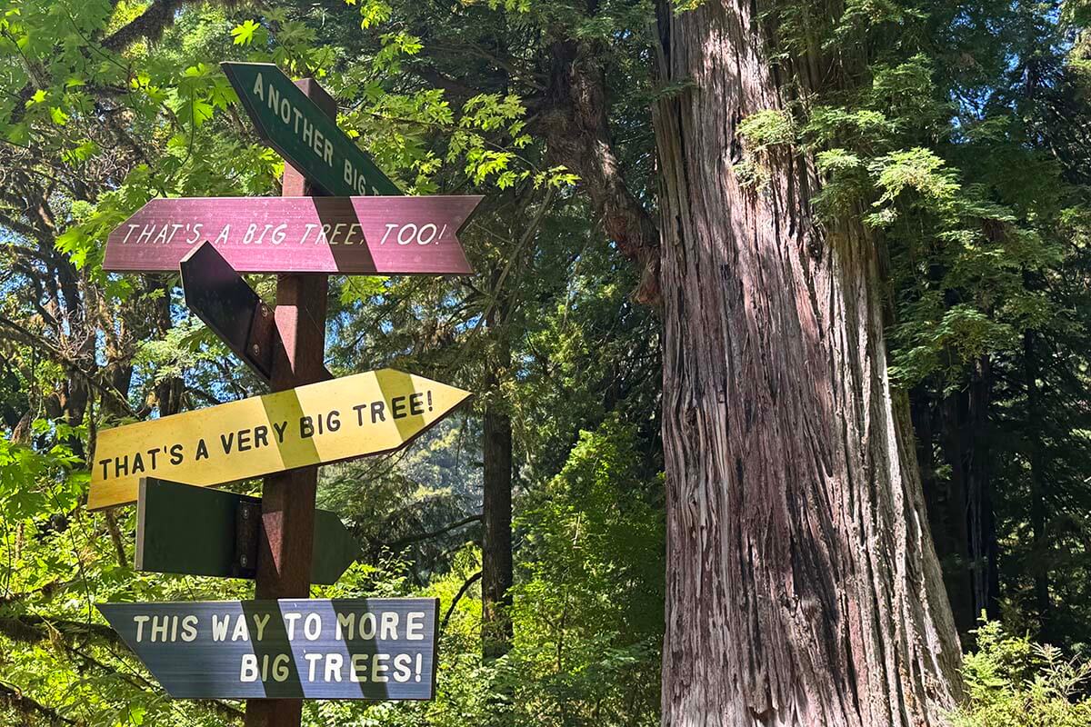 Big Trees signs in Redwood National and State Parks in California