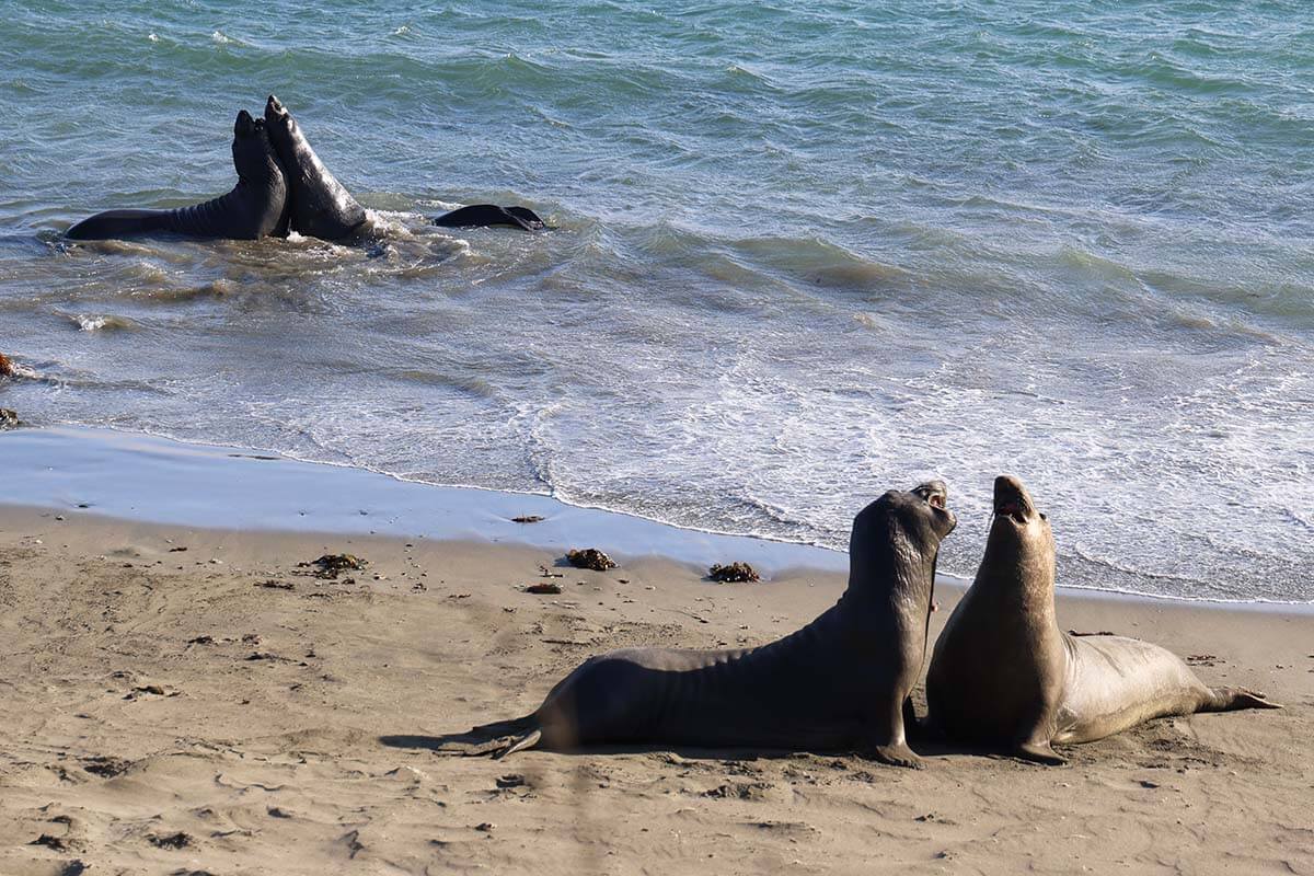California elephant seals in San Simeon
