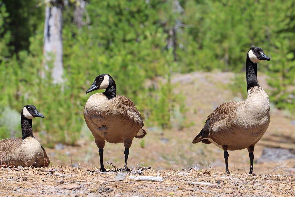 Canada Geese in Lassen Volcanic national park