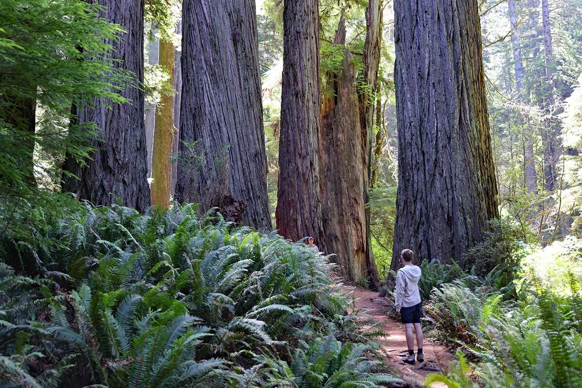 Cathedral Trees Trail in Prairie Creek Redwoods State Park