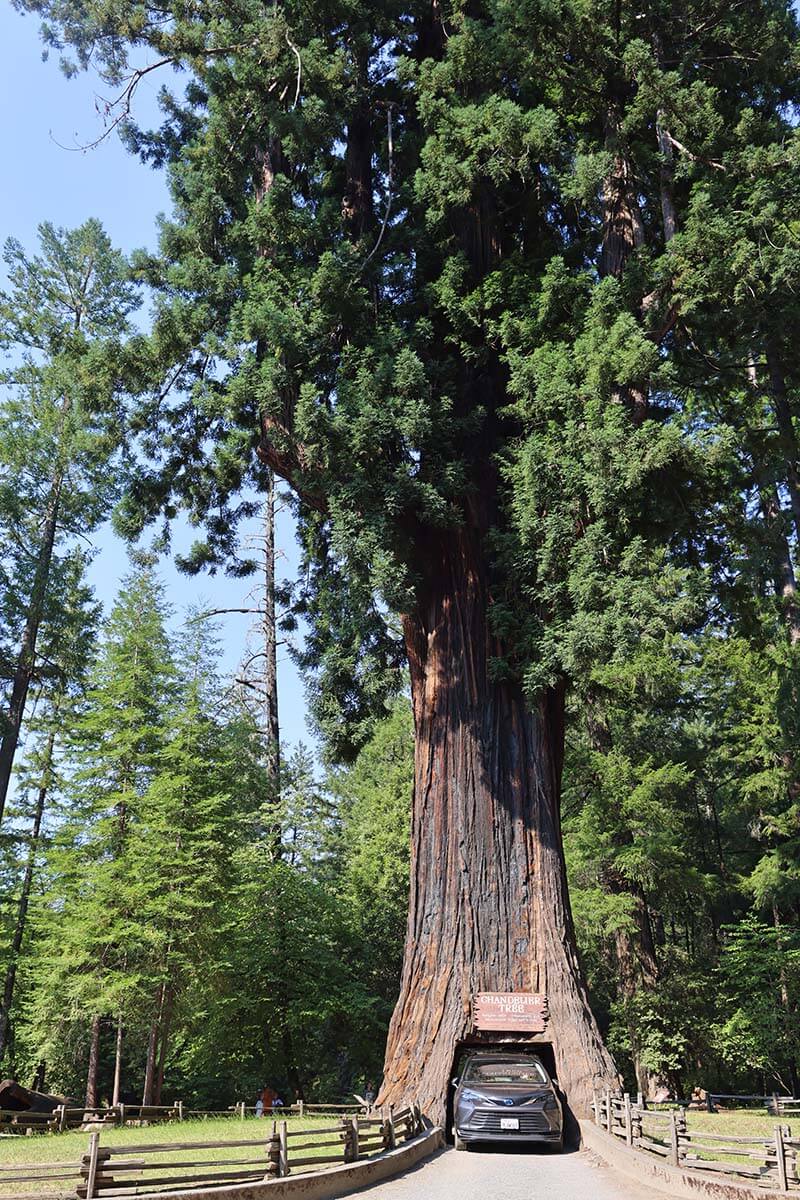 Chandelier tree, Drive-Thru Tree Park Leggett, California