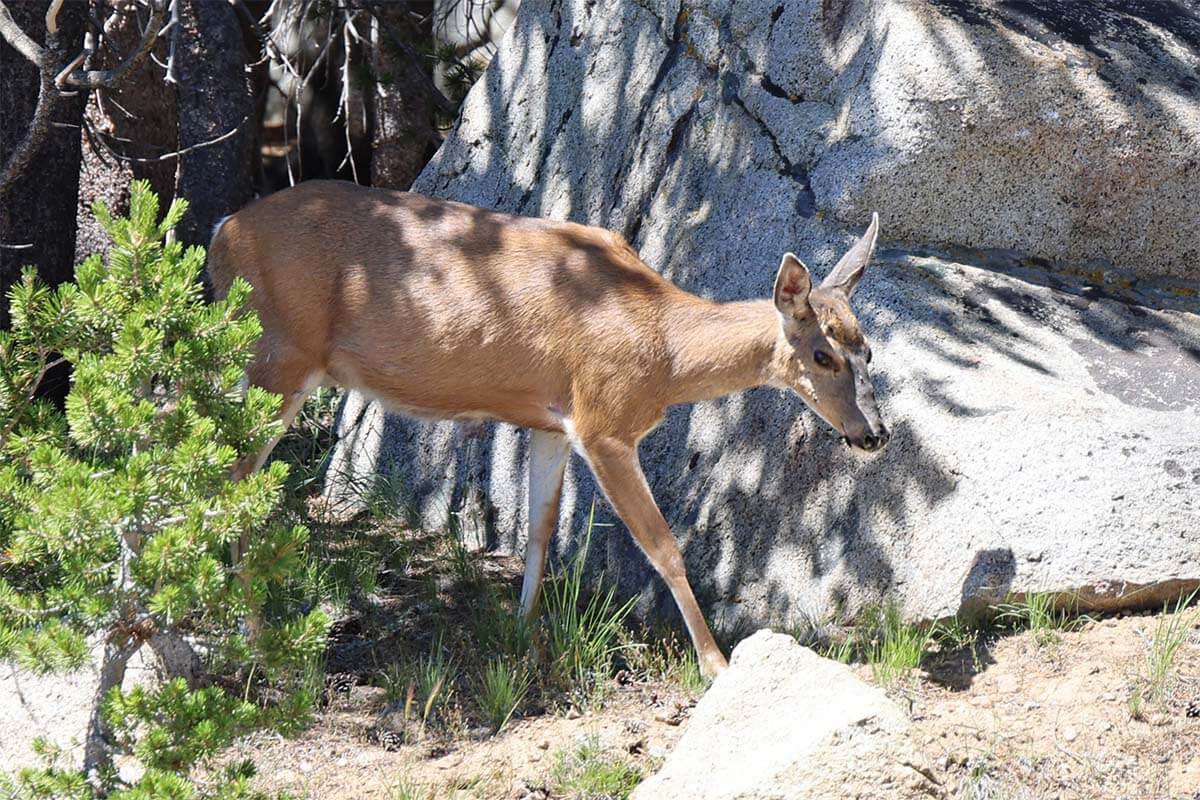 Deer in Yosemite National Park