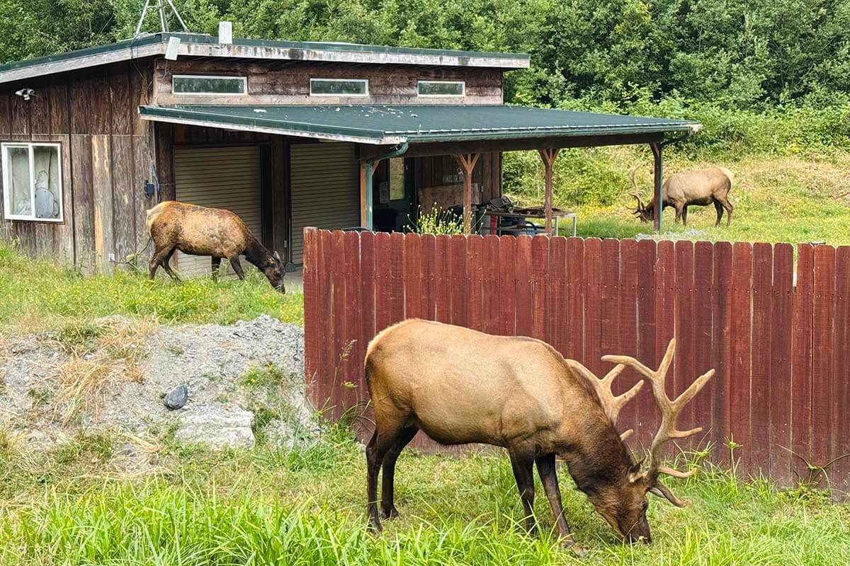 Elk in Redwood National and State Parks in California