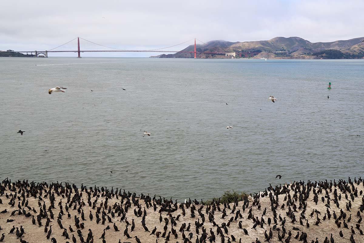 Golden Gate Bridge and birds on Alcatraz Island in San Francisco
