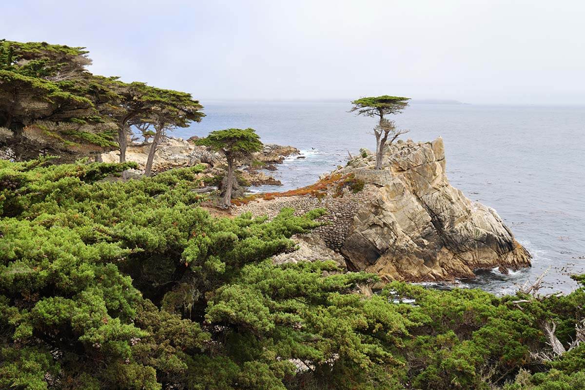 Lone Cypress on the 17-Mile Drive in Monterey California