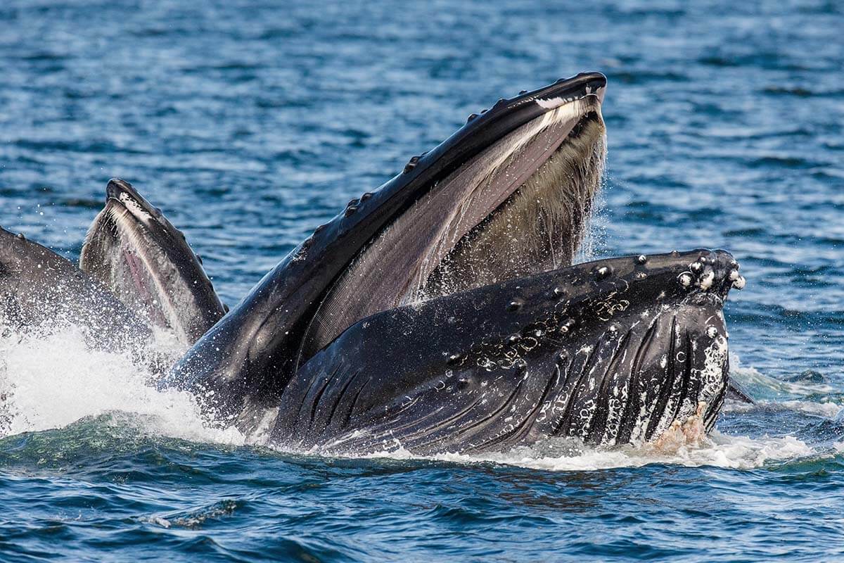 Monterey is a great place to see humpback whales