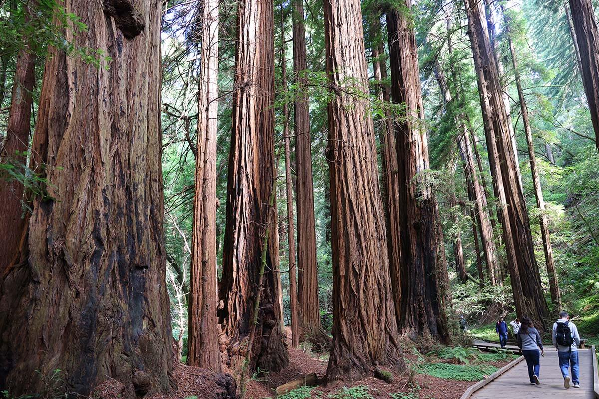Muir Woods - Northern California itinerary