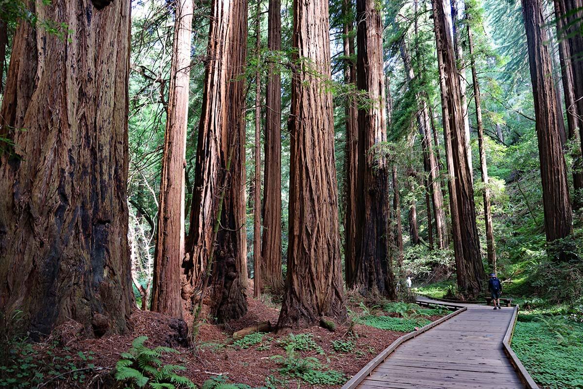 Muir Woods - best day trip from San Francisco