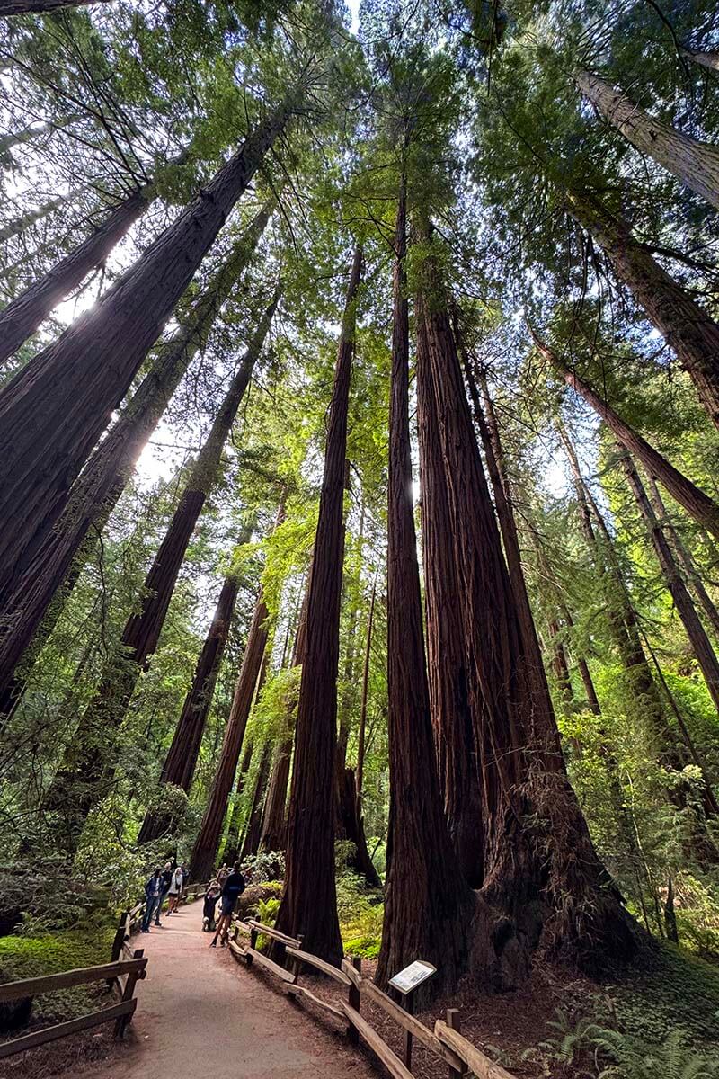 Muir Woods - the most popular day trip from San Francisco