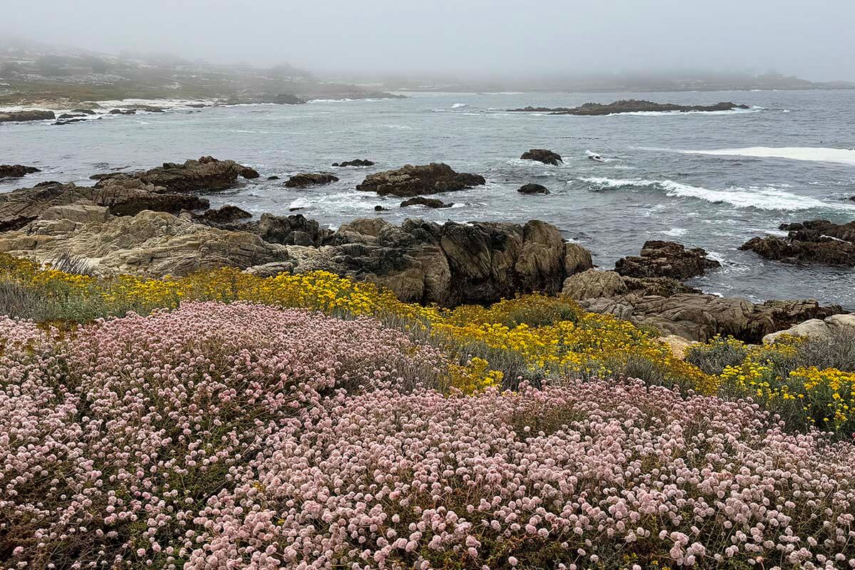 Pebble Beach coastline, 17-Mile Drive, Monterey California