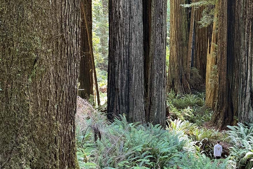 Redwood National and State Parks in California