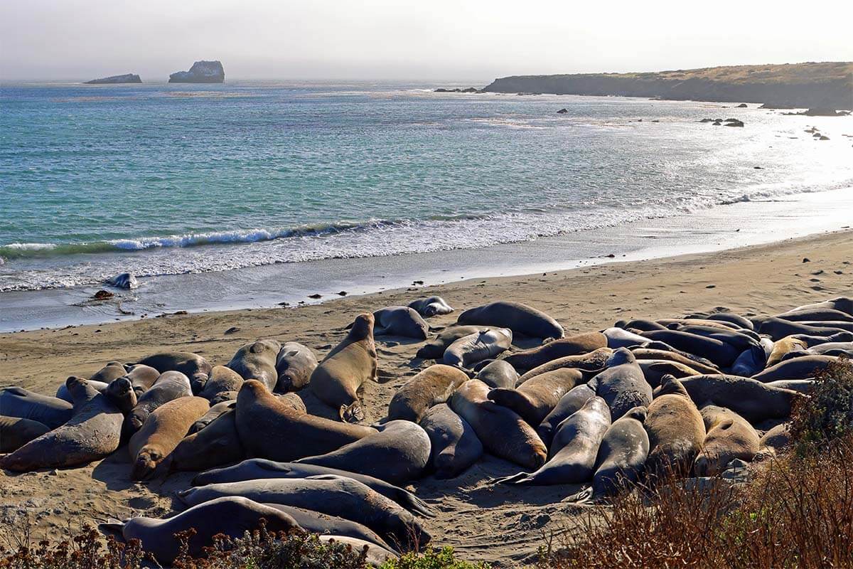 elephant seals in San Simeon California