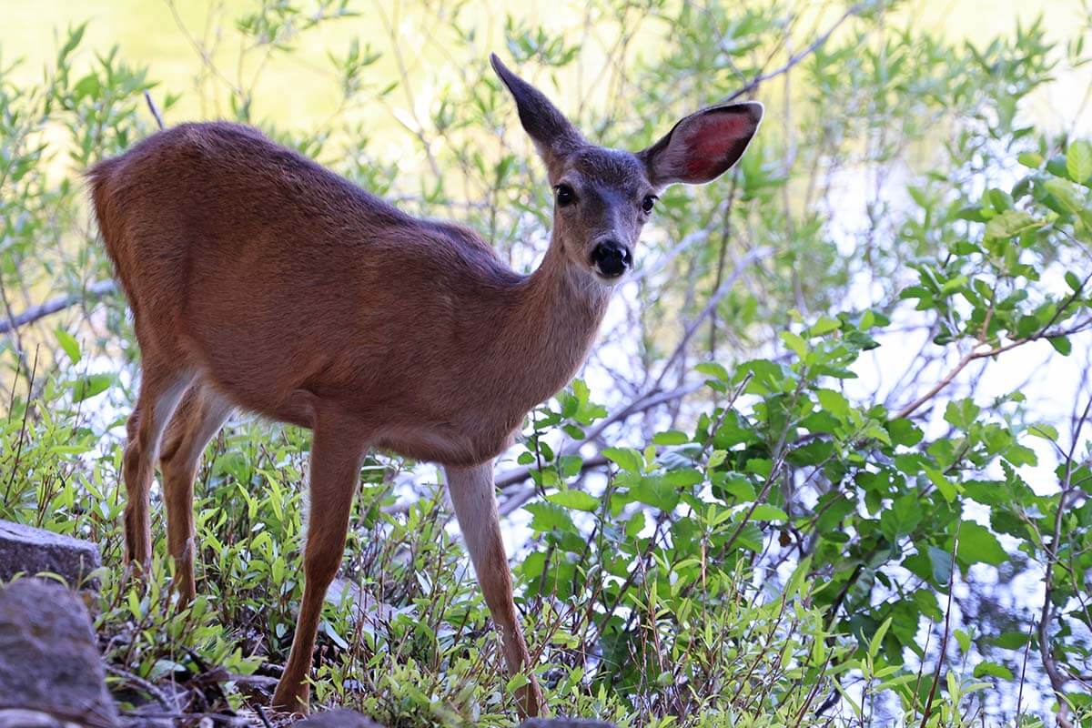 A deer in Lassen Volcanic National Park