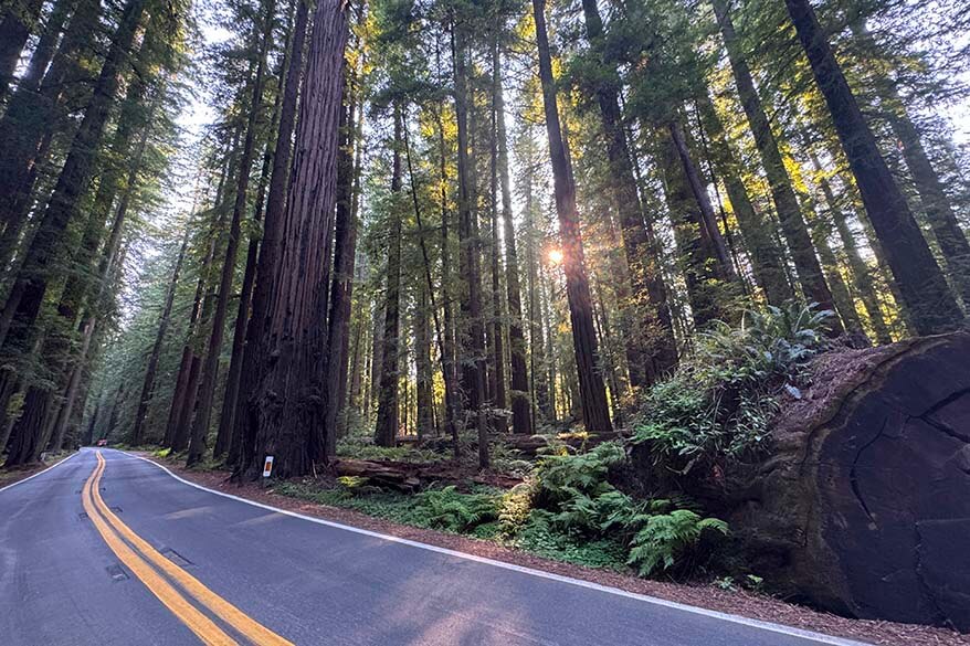 Avenue of the Giants scenic road through the redwoods in California