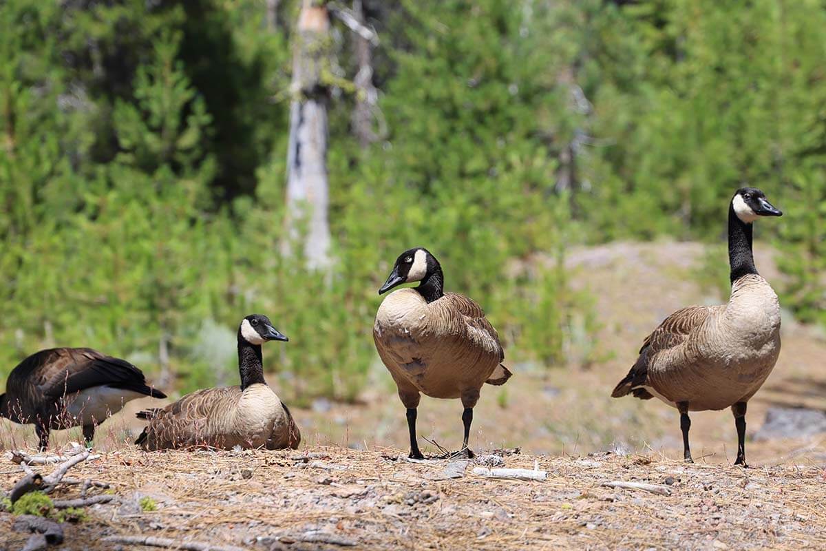 Canada Geese at Lassen Volcanic National Park