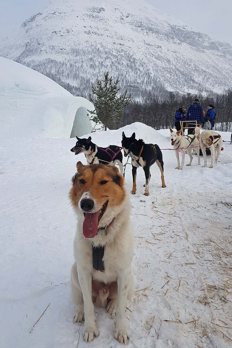 Husky sledding at Tromso Ice Domes Snow Park