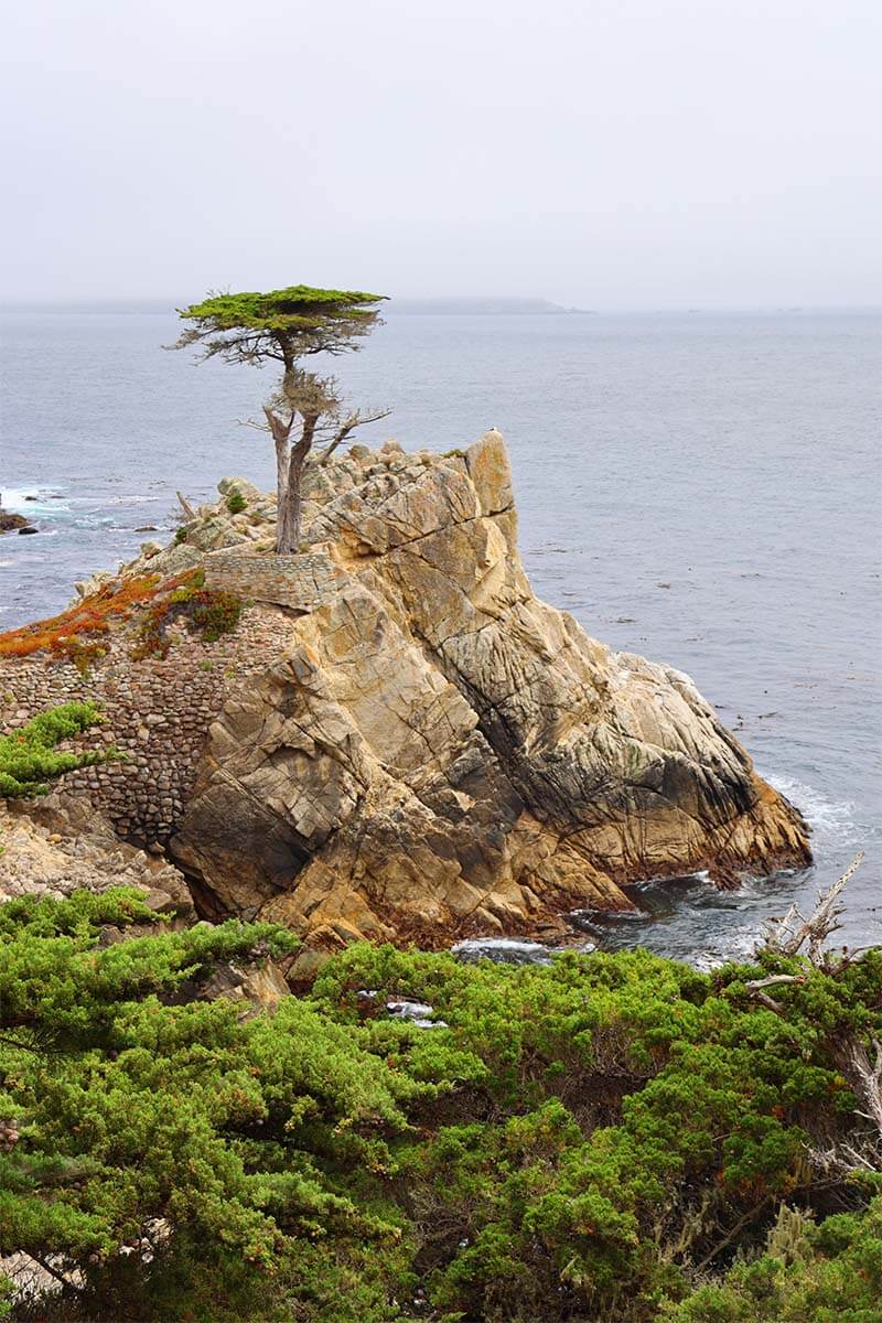 Lone Cypress on the 17-Mile Drive in Monterey California