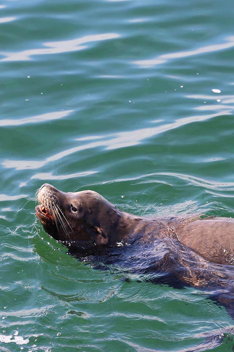 Sea lion in Monterey Bay, California