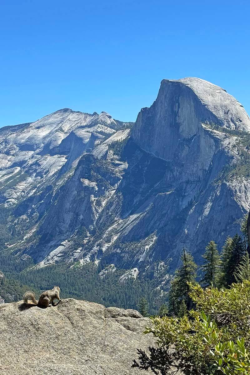 Squirrel looking at Half Dome in Yosemite National Park