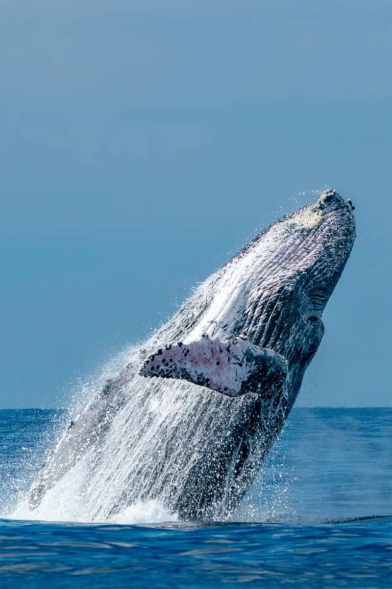 Whale watching - the most popular day tour in Monterey California