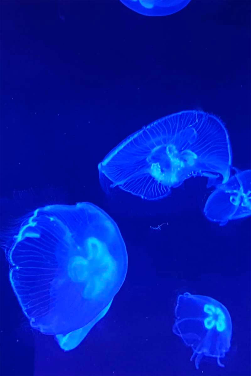 jellyfish monterey bay aquarium