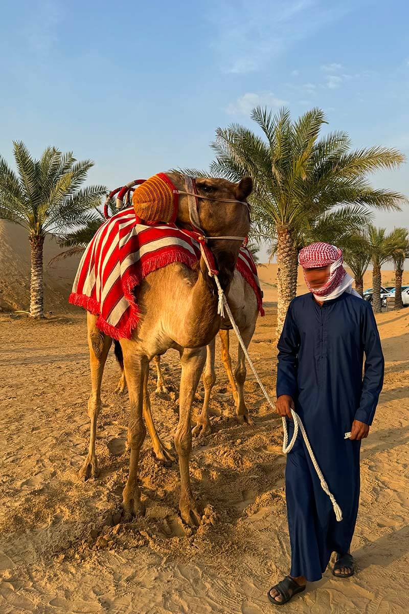 Camel in the Dubai desert