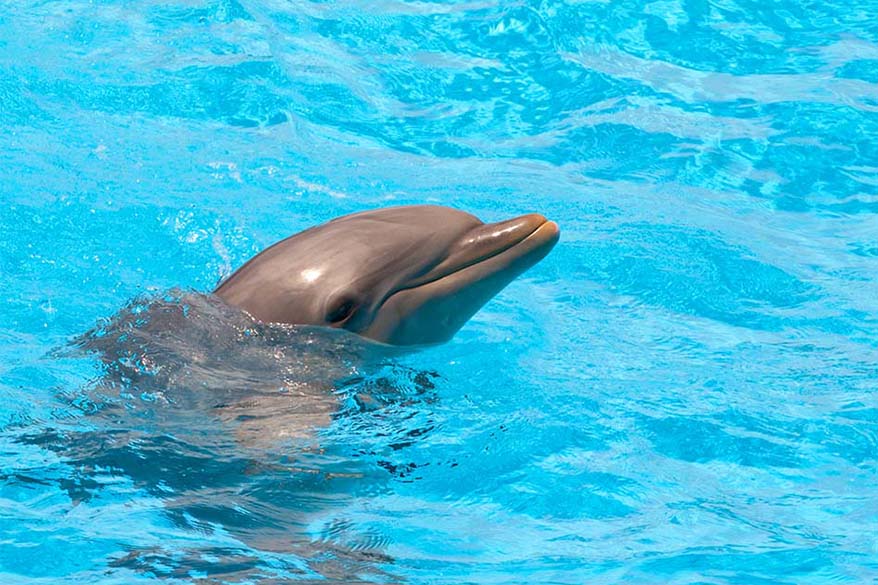 Dolphin encounters - Dubai with kids