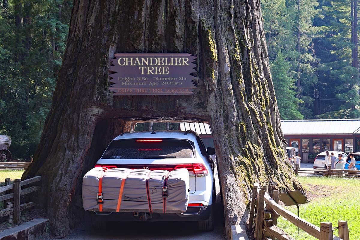 Drive Thru Tree - Chandelier Tree in California USA