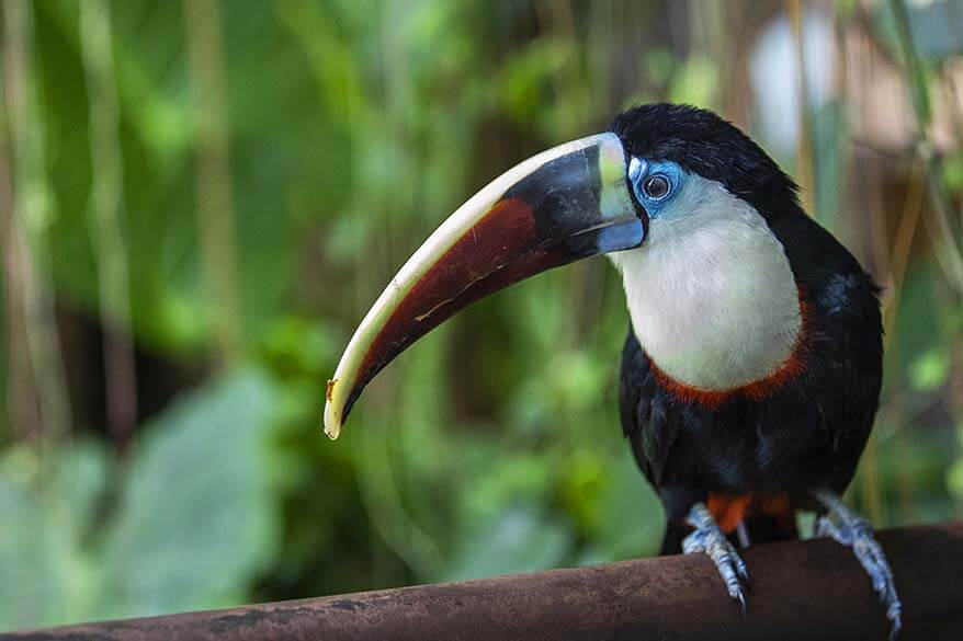 Toucan at the Green Planet in Dubai