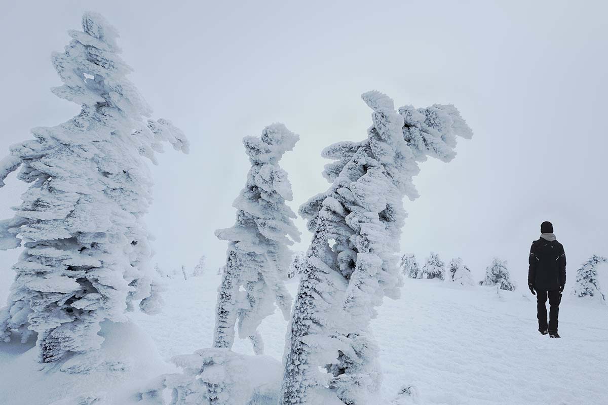 Frozen trees at Riisitunturi National Park in Lapland in winter